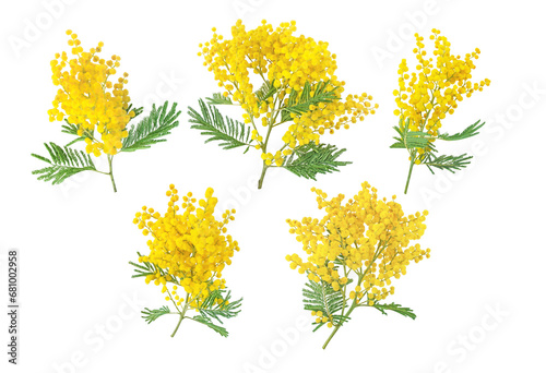 Mimosa spring flowers set isolated transparent png. Silver wattle tree branch. Acacia dealbata yellow fluffy balls and leaves. photo