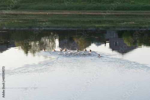 ducks on the river