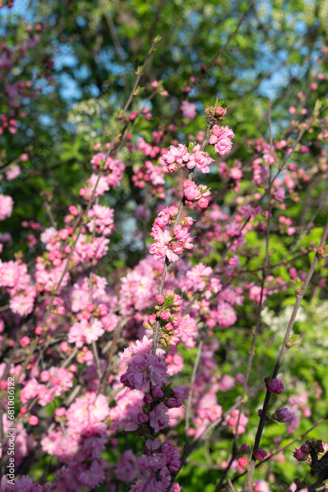 spring flowers