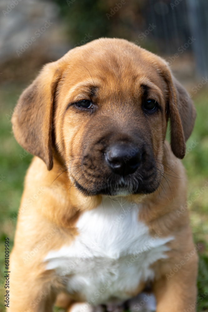 Portrait of sad, melancholic pyppu looking up at camera with tender expression. Cute, fluffy, plump Broholmer puppy, one month old, male danish molossian or mastiff breed. Portrait of sad, melancholic pyppu looking up at camera with tender expression. Cute, fluffy, plump Broholmer puppy, one month old, male danish molossian or mastiff breed.