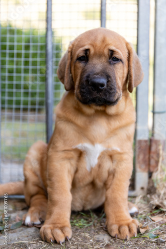 Portrait of sad, melancholic pyppu looking up at camera with tender expression. Cute, fluffy, plump Broholmer puppy, one month old, male danish molossian or mastiff breed. photo