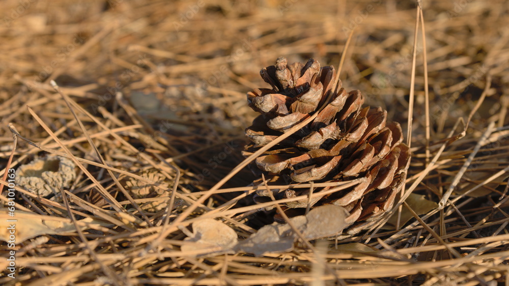 pine cone on the ground