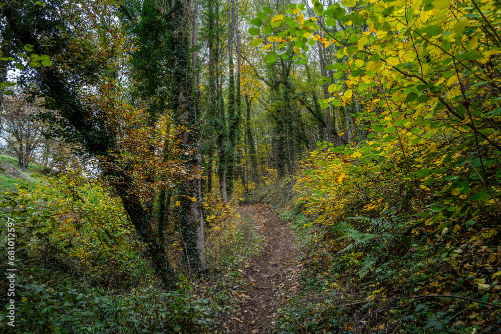 Obraz premium chemin à travers la forêt