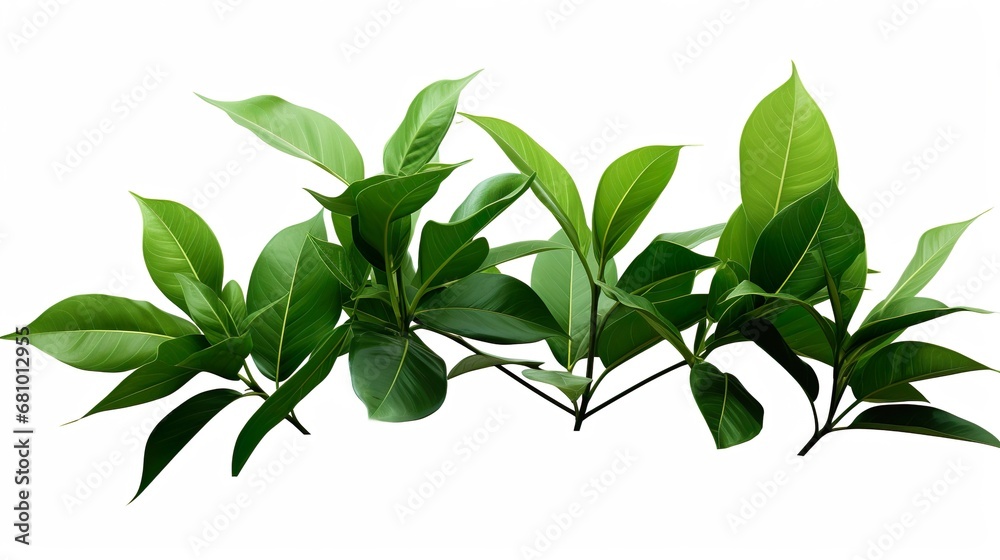 Naklejka premium green leaves of trees and plants. Elements for eco and bio background