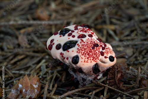 Inedible mushroom Hydnellum peckii in the needles. Known as Red-juice Tooth, Bleeding tooth fungus or Devil's Tooth. Wild white-red mushroom in spruce forest.