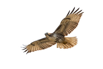 hawk in flying  isolated on transparent background, Hawk PNG, 