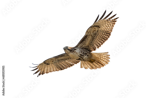 hawk in flying  for background wallpaper in png photo