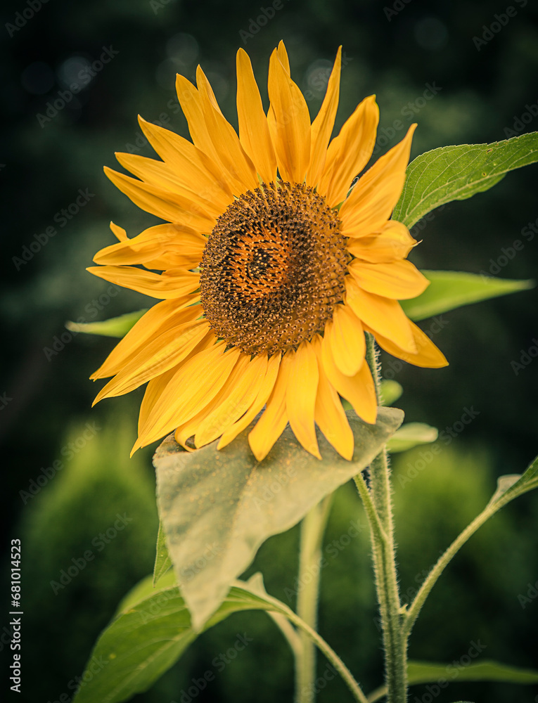 Fototapeta premium Beautiful sunflower in the garden. Vintage style. Toned.