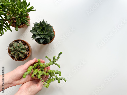 Top view of the women's hands holding crassula perforata in terracotta pots with a group of succulents and a cactus, gymnocalycium, on a white background. Green and beautiful houseplants. photo