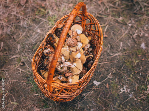 Basket with boletus mushrooms. Concept of picking mushrooms outdoors in the forest on beautiful autumn day