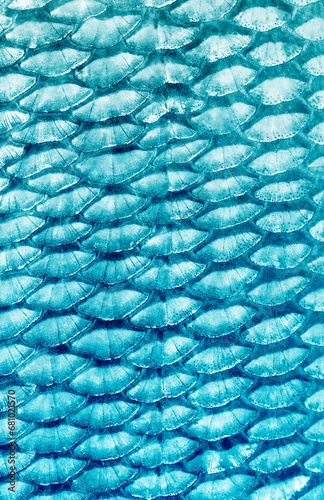 fishscale abstract background photo