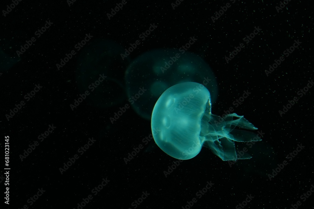 Fototapeta premium Jellyfish playing with lights against a black background