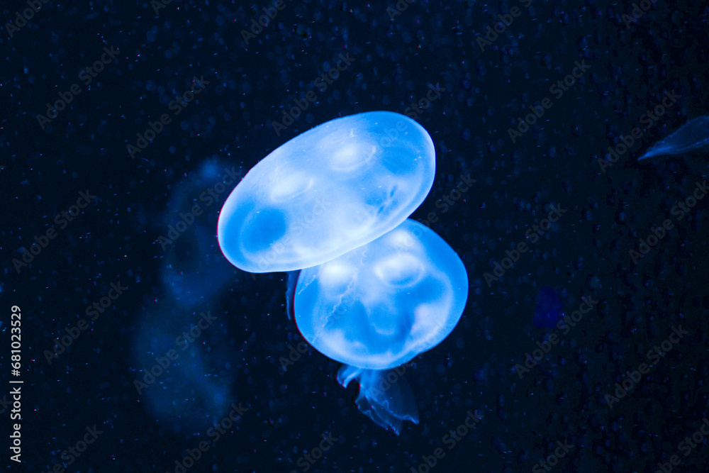 Fototapeta premium Jellyfish playing with lights against a black background
