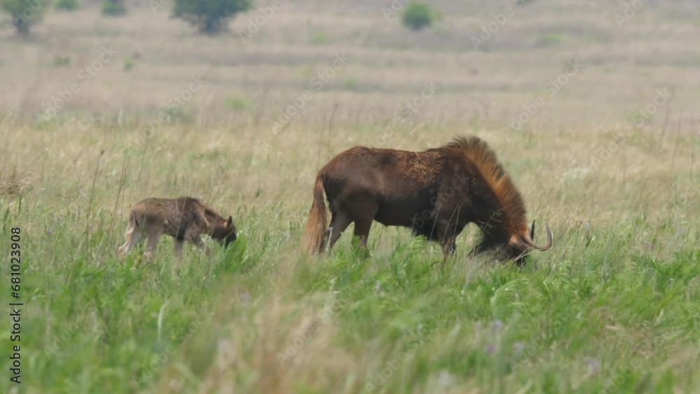 Black wildebeest cow with tiny newborn calf walk through grass field blown by wind Black wildebeest cow with tiny newborn calf walk through grass field blown by wind