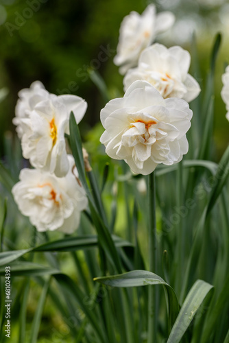 White and orange Double Replete daffodils (Narcissus) bloom in a garden
