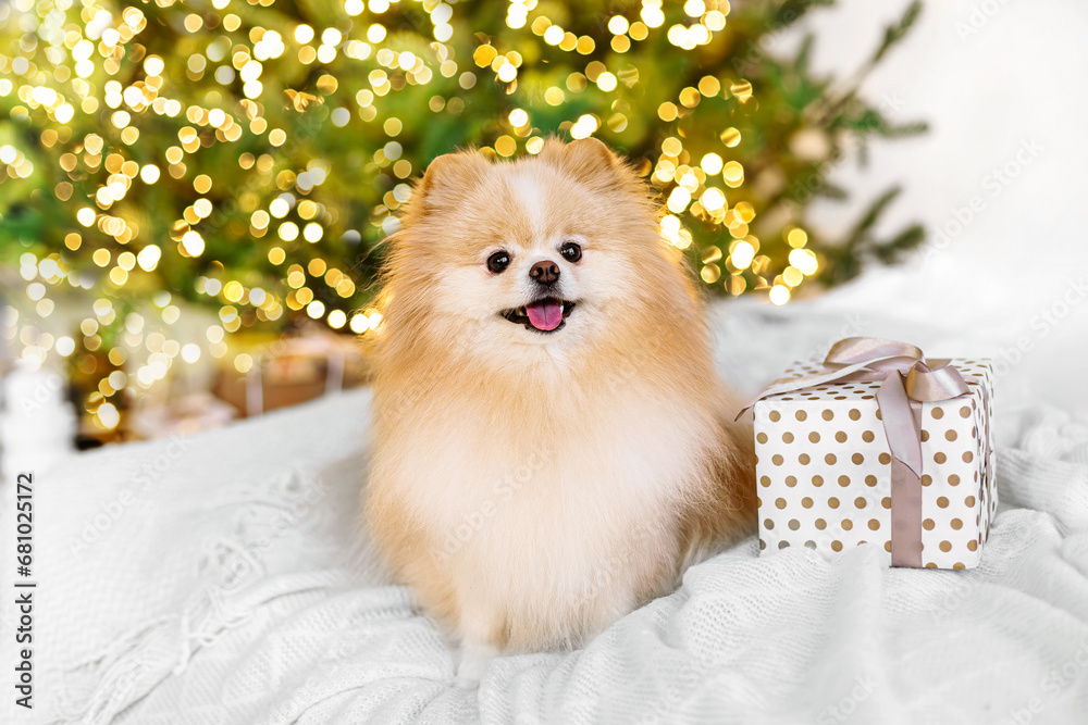 Pomeranian shirts merchandise online