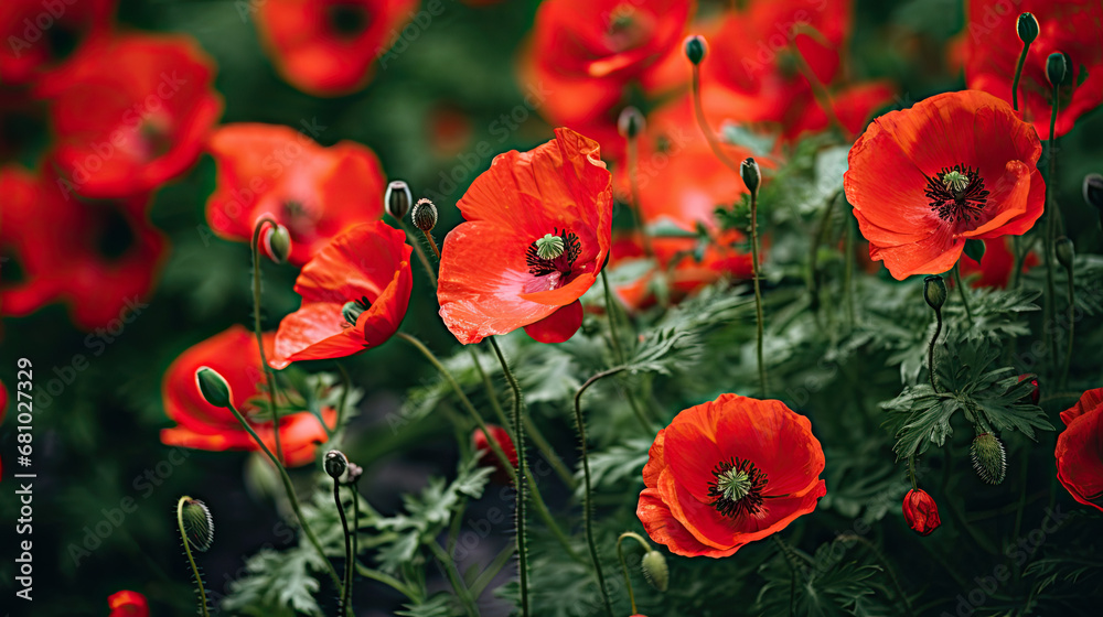 Field of poppy flowers background 