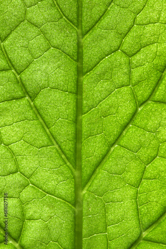 macrophotography of a green geranium flower leaf with cells