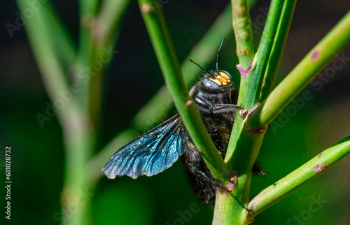 Taking a break, A female carpenter bee (Xylocopa caffra)  rests between bouts of nectar collecting. photo