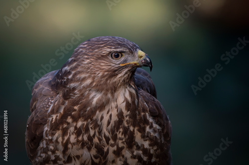Portrait of a beautiful Common Buzzard (Buteo buteo). Noord Brabant in the Netherlands. 