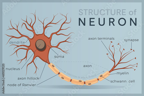 Neuron. Structure and Anatomy of a Nerve Cell. The Basic Unit of Communication in the Nervous System. Vector Illustration