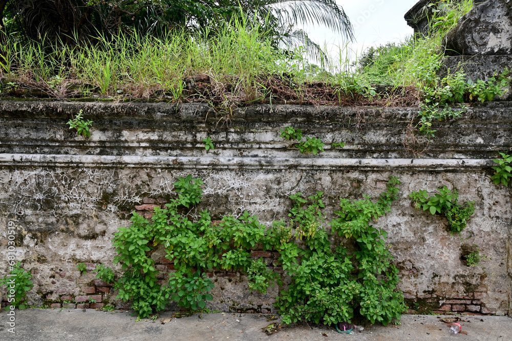 Cracked of Vintage Brick Concrete wall with tree cover natural ...