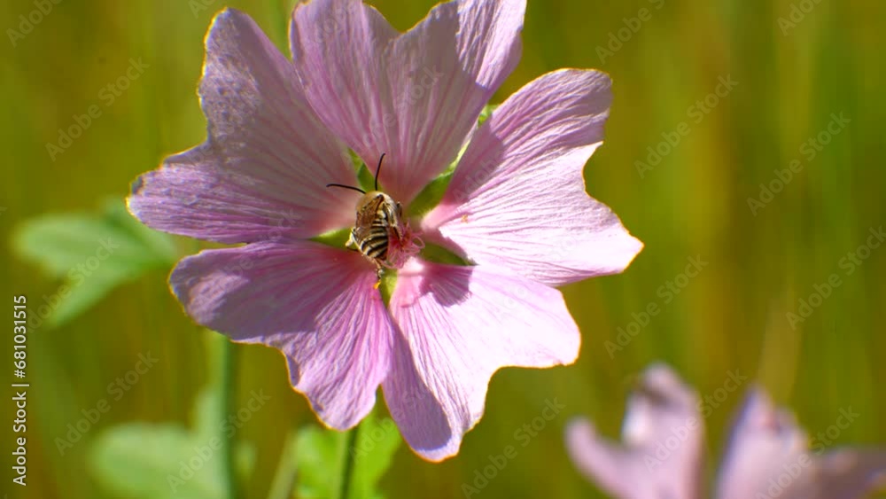 Flying honey bee collecting pollen on flower Flying honey bee collecting pollen on flower