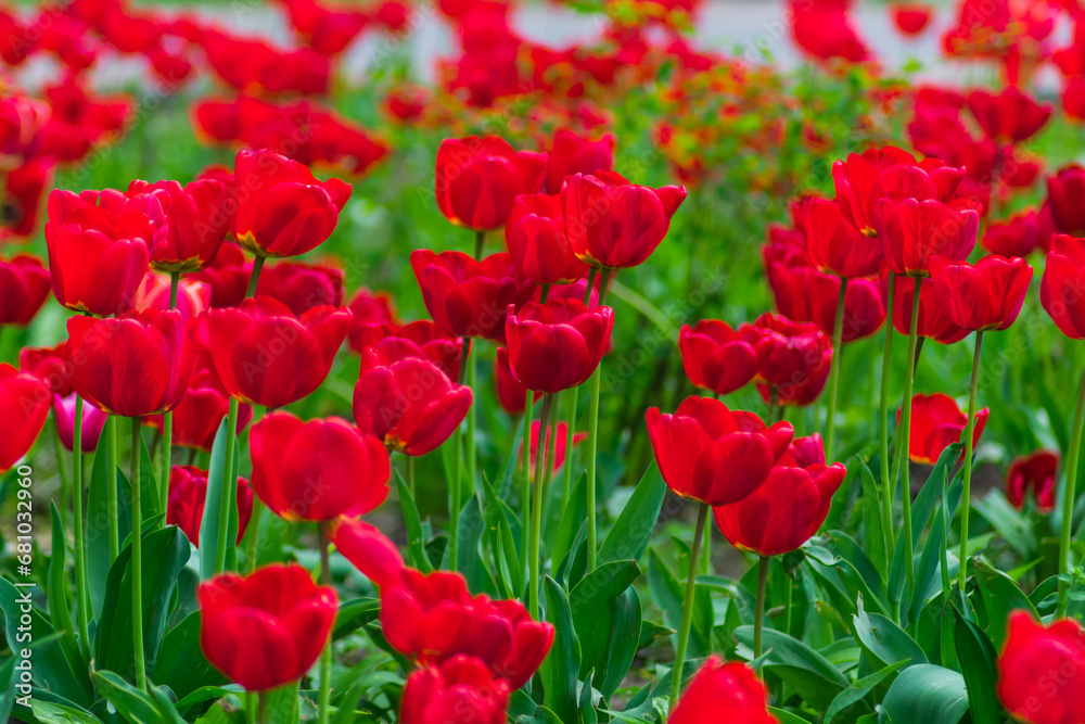 Lawn with many red flowers illuminated by the sun in a slight out of focus for use as a background Lawn with many red flowers illuminated by the sun in a slight out of focus for use as a background