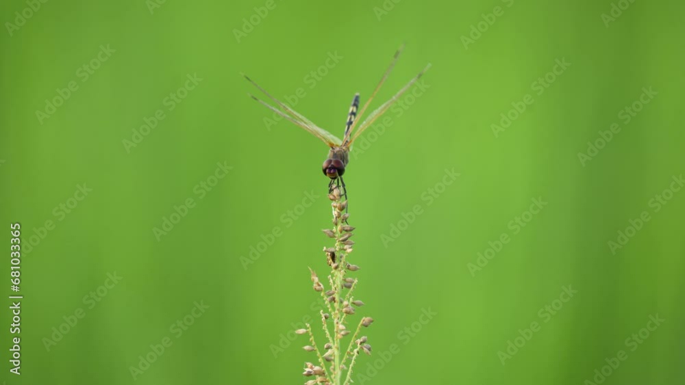 Experience the serene beauty of nature as a vibrant dragonfly delicately perches on a grass flower, its iridescent wings swaying in the gentle summer breeze, creating a scene of tranquil elegance and Experience the serene beauty of nature as a vibrant dragonfly delicately perches on a grass flower, its iridescent wings swaying in the gentle summer breeze, creating a scene of tranquil elegance and