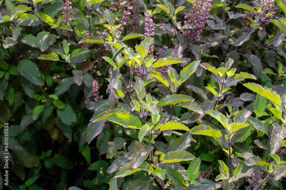 Medicinal plant green tulsi or holy basil herb, Fresh holy basil (Ocimum tenuiflorum) leaves and flower on green background Medicinal plant green tulsi or holy basil herb, Fresh holy basil (Ocimum tenuiflorum) leaves and flower on green background