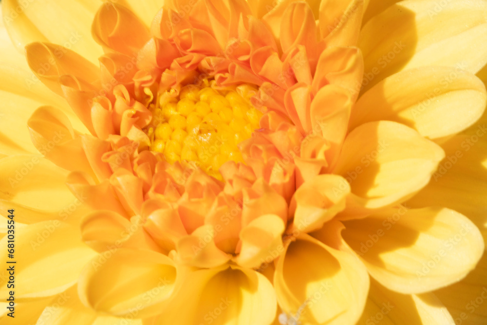 dahlia flower dahlia flower