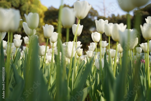 横浜公園、花、4月、春、チューリップ、ピンク、赤、黄色、白、横浜、風景、日本、神奈川、空、青、雲、屋外、観光、サイトシーイング、旅、ツアー、景色、青空、横浜、公園、植物、自然、花壇、並ぶ、カラフル、色とりどり、珍しい、品種、多種、紫、たくさん、一面、花畑、大量、クローズアップ、