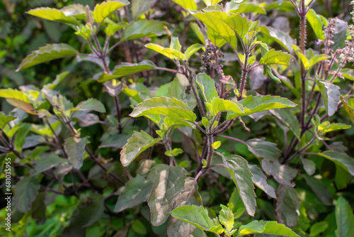 Medicinal plant green tulsi or holy basil herb, Fresh holy basil (Ocimum tenuiflorum) leaves and flower on green background