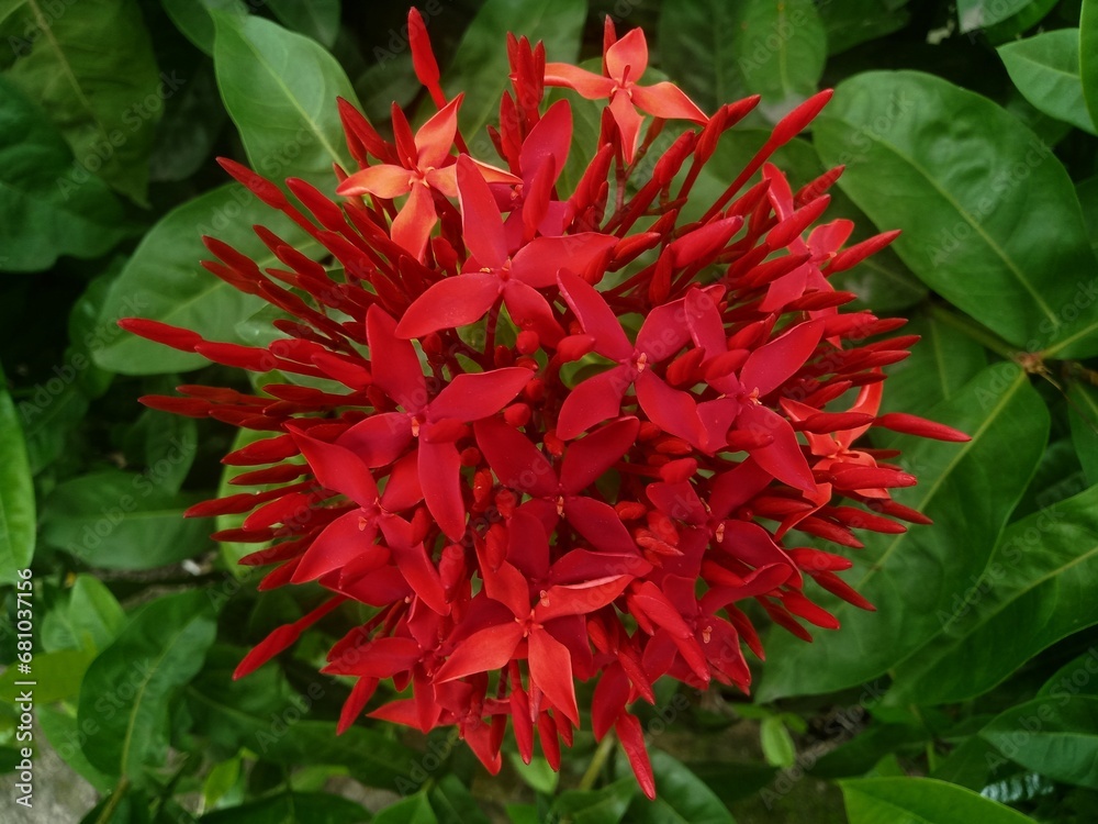 Soka (Ixora coccinea L.) is an ornamental plant that has a shrub trunk with many branches.