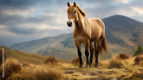 Przewalski's horse, the last wild horse species, roaming free in its natural habitat photo
