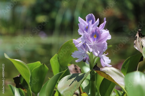 Plantas Acuaticas, Jacintos de Agua en estado natural.