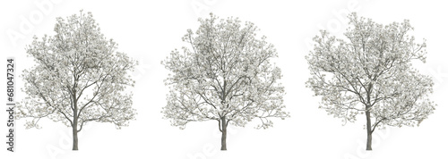 Wallpaper Mural White manglietia tree on transparent background, flower plant, 3d render illustration. Torontodigital.ca
