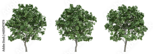 Green manglietia tree on transparent background  landscape design  3d render illustration.