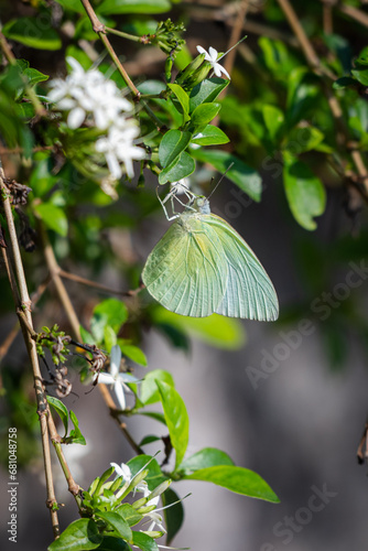 Obraz na plátně Male butterfly of Catopsilia pomona, the common emigrant or lemon emigrant, is a
