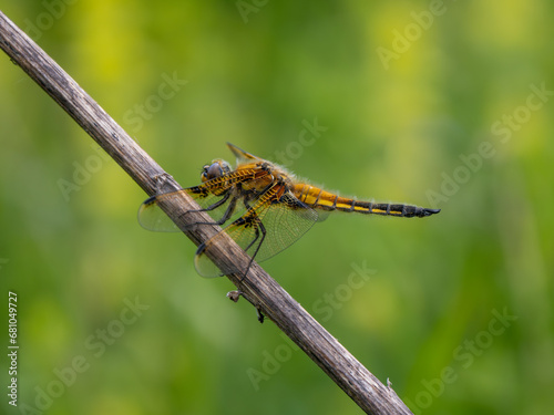 Four-spotted Chaser Resting on a Stick © Stephan Morris 