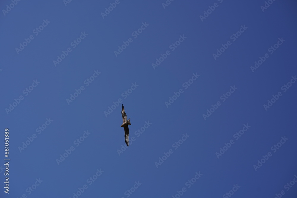 鳶、トンビ、とんび、鳥、飛ぶ、羽、青、空、フライ、狙う、飛翔、高く、見上げる、野生、日本、神奈川、横須賀、