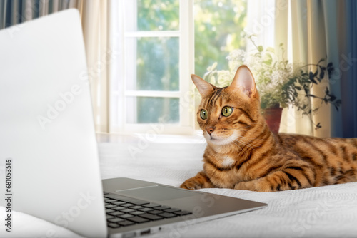 Domestic cat looking at laptop screen