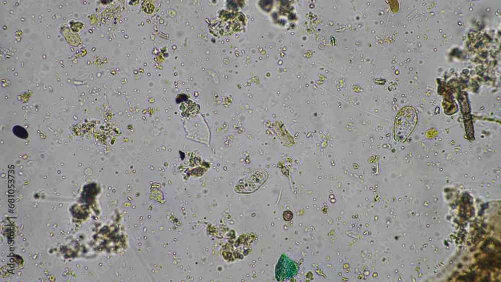 soil microorganisms including nematode, microarthropods, micro ...