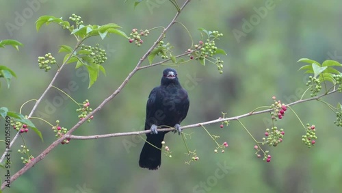 Asian koel (Eudynamys scolopaceus) is a member of the cuckoo order of birds, the Cuculiformes.