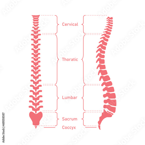 Human vertebral column. Cervical spine, thoracic spine, lumbar spine, Sacrum and coccyx. Bones of spine. Scientific resources for teachers and students. Vector illustration on white background.