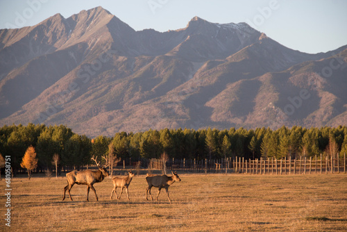 An adult deer was maral in a field against the background of the mountains of Buryatia, the village of Arshan. Tunka Valley.
