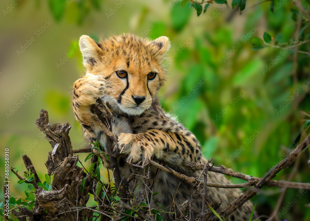 Obraz premium Anxious Cheetah Cub Awaits Mother's Return