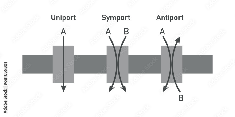 Comparison of transport proteins. Symporter integral membrane protein. Uniporter, symporter and antiporter. Scientific resources for teachers and students. Comparison of transport proteins. Symporter integral membrane protein. Uniporter, symporter and antiporter. Scientific resources for teachers and students.