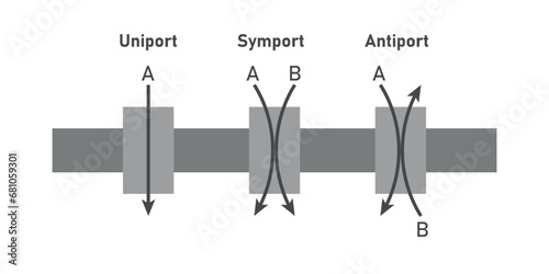 Comparison of transport proteins. Symporter integral membrane protein. Uniporter, symporter and antiporter. Scientific resources for teachers and students.