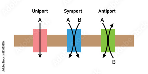 Comparison of transport proteins. Symporter integral membrane protein. Uniporter, symporter and antiporter. Scientific resources for teachers and students.